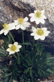 Anemone baldensis